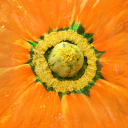 pumpkin_top.png