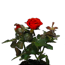rose.png