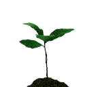 sapling.png