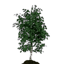 sapling_birch.png