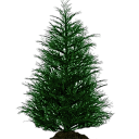 sapling_spruce.png