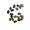 seeds_melon.png