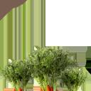 carrots_3.png
