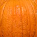 pumpkin_side.png
