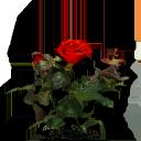 rose.png