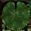 waterlily.png