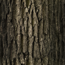 tree_side.png
