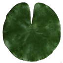 waterlily.png