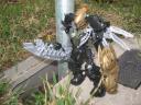 AA