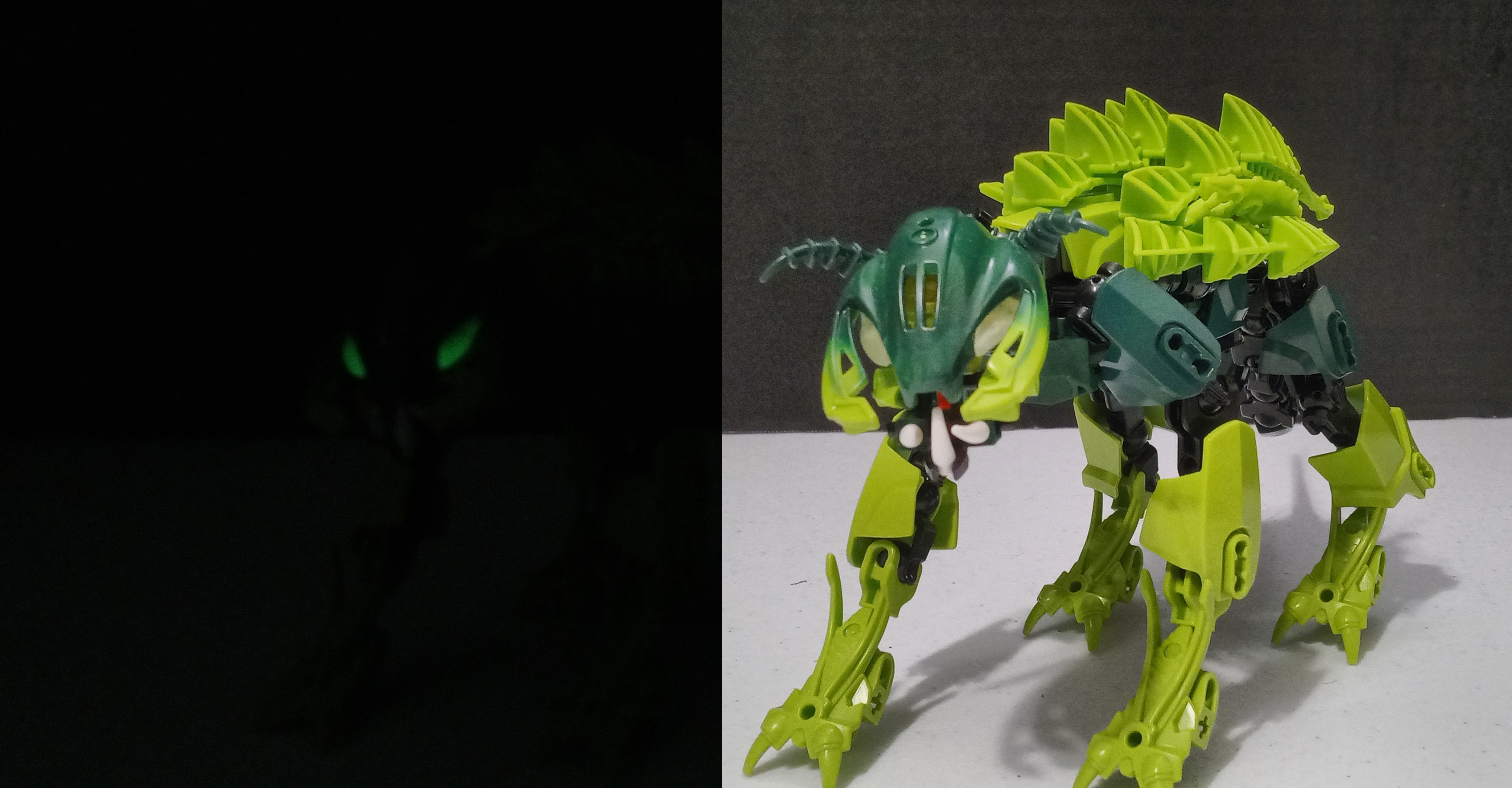 turtle_cat-1.jpg