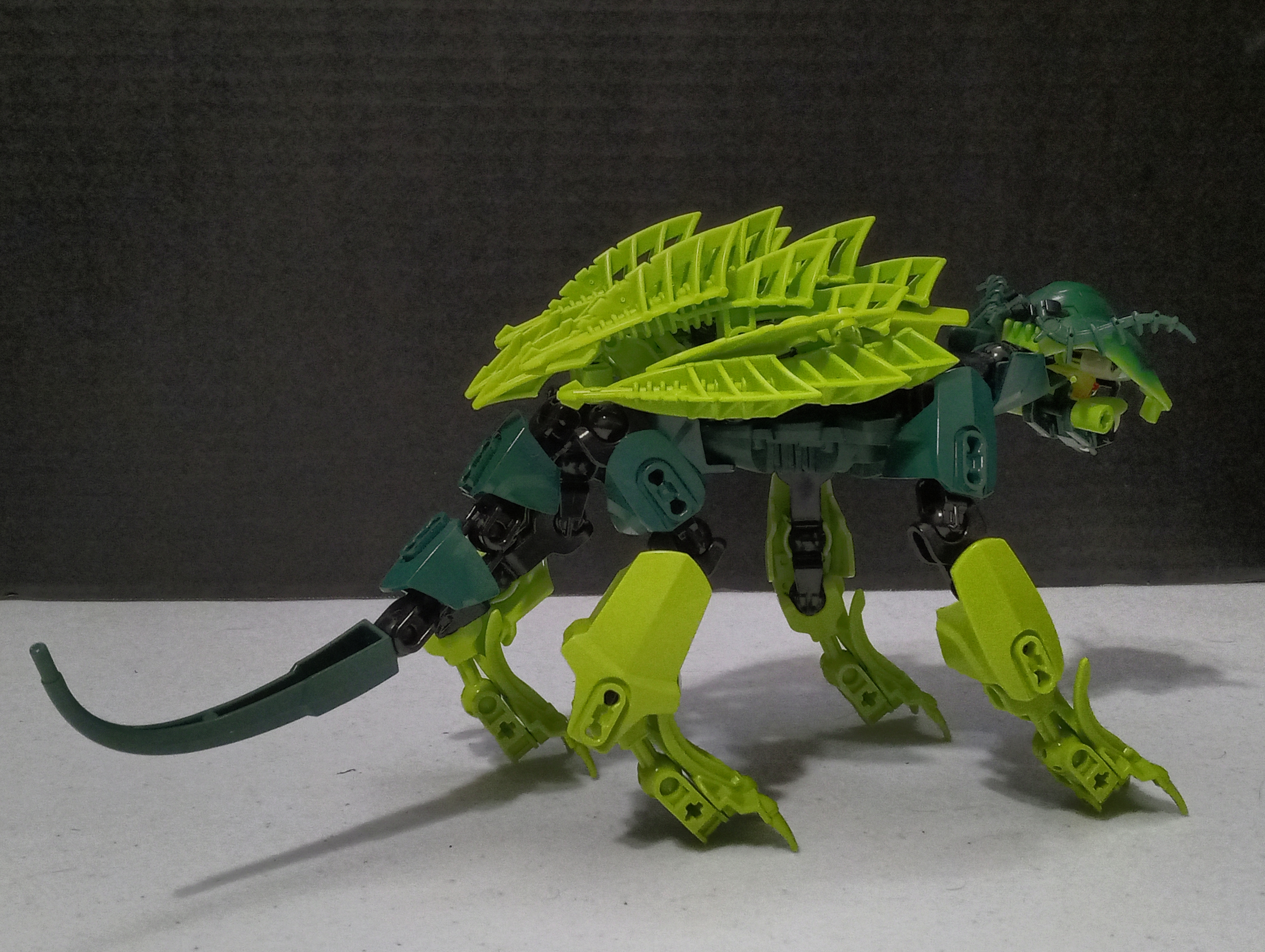 turtle_cat-2.jpg