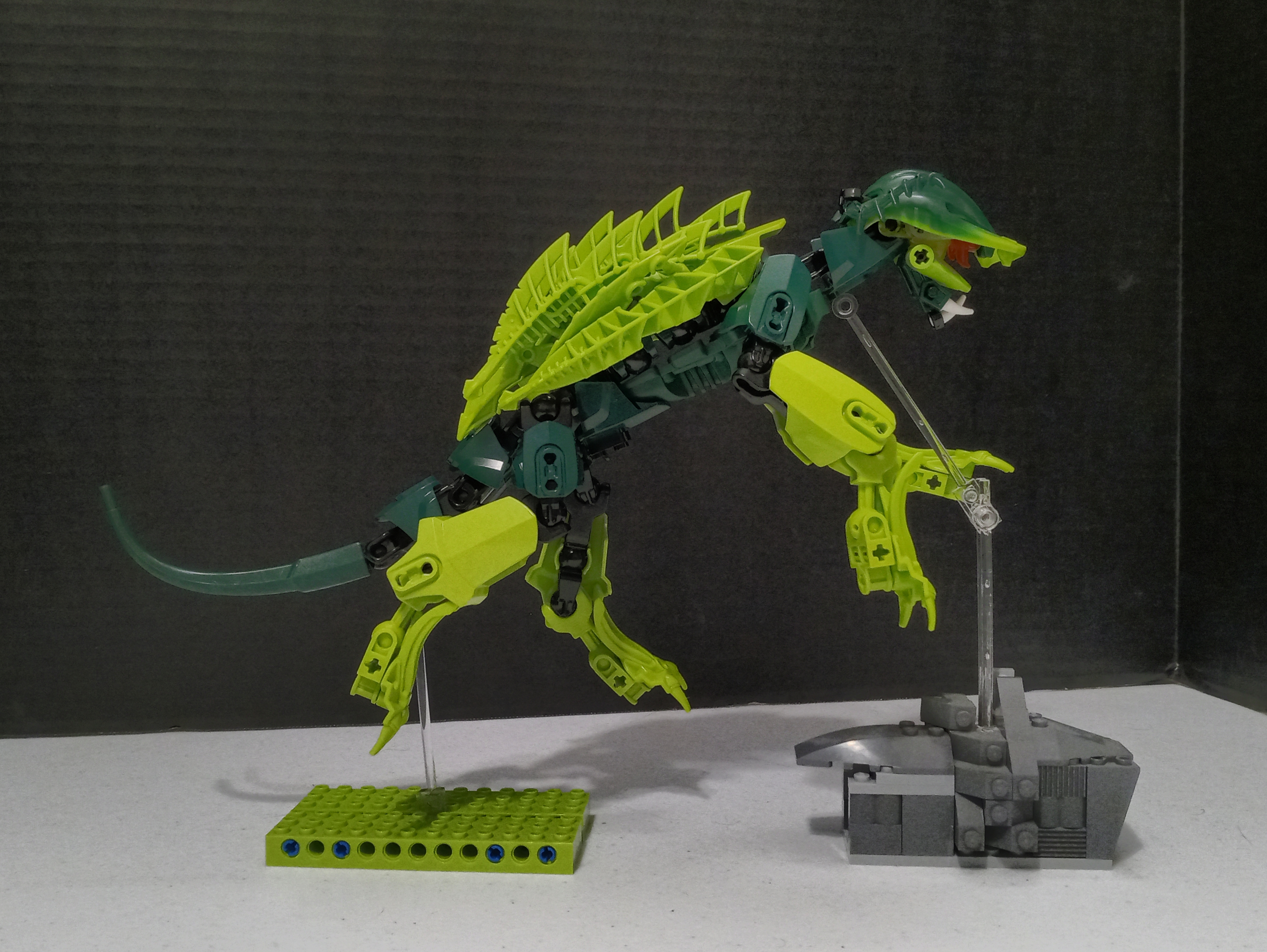turtle_cat-3.jpg