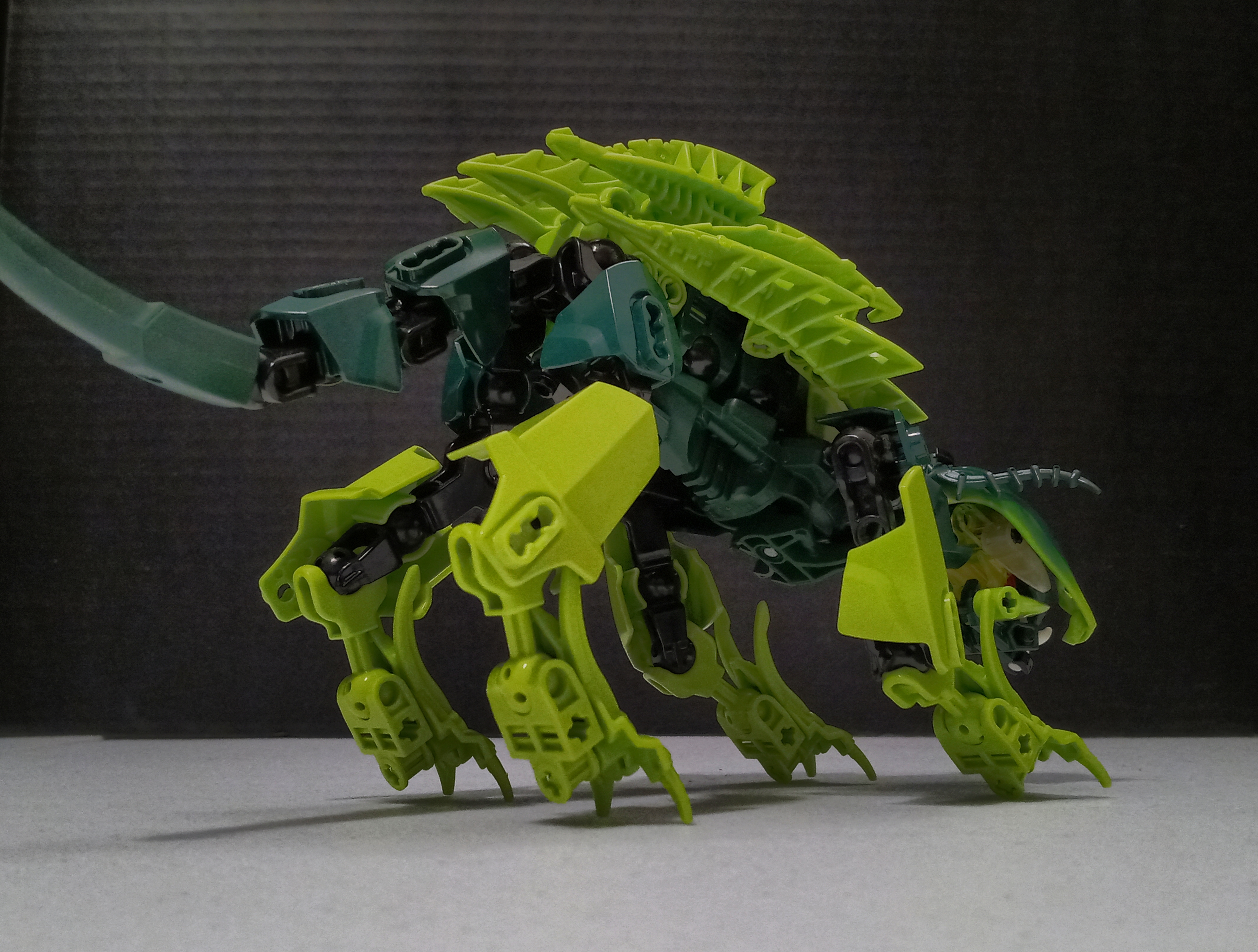 turtle_cat-4.jpg
