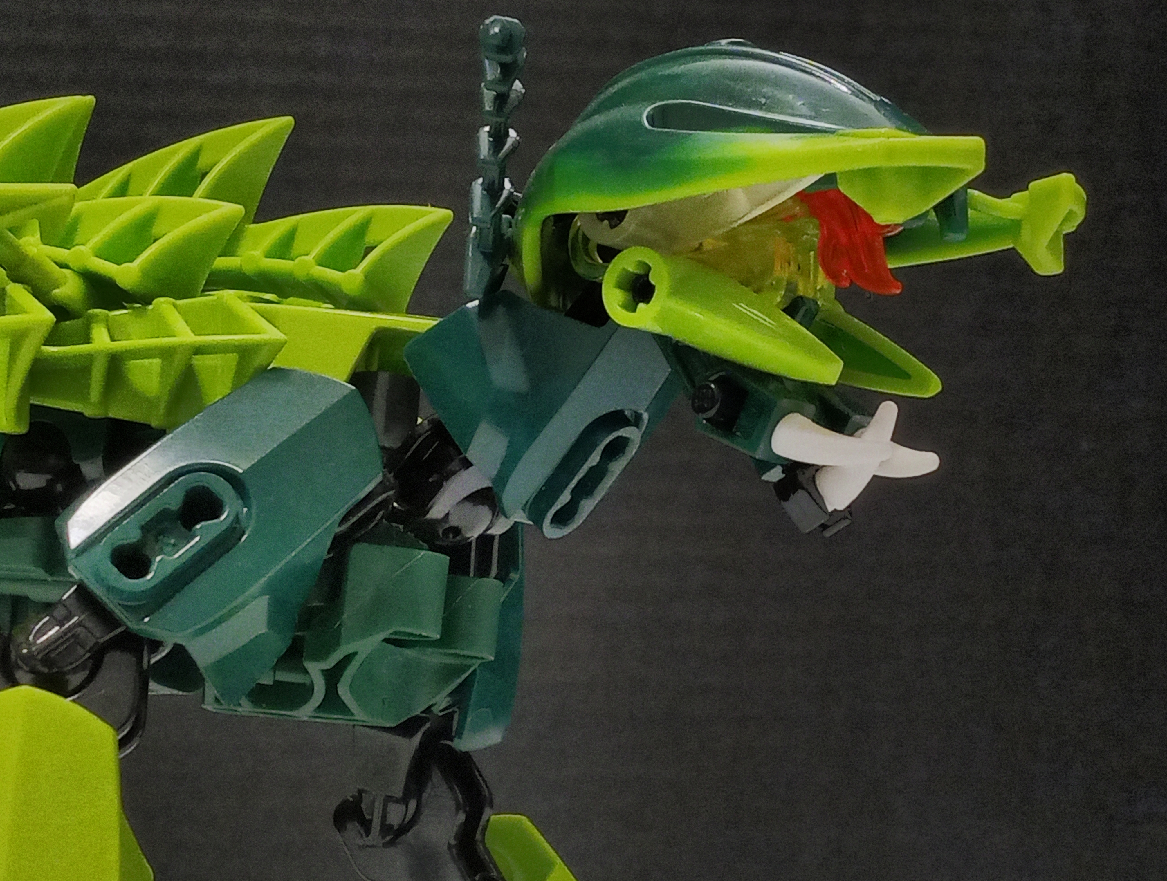 turtle_cat-6.jpg