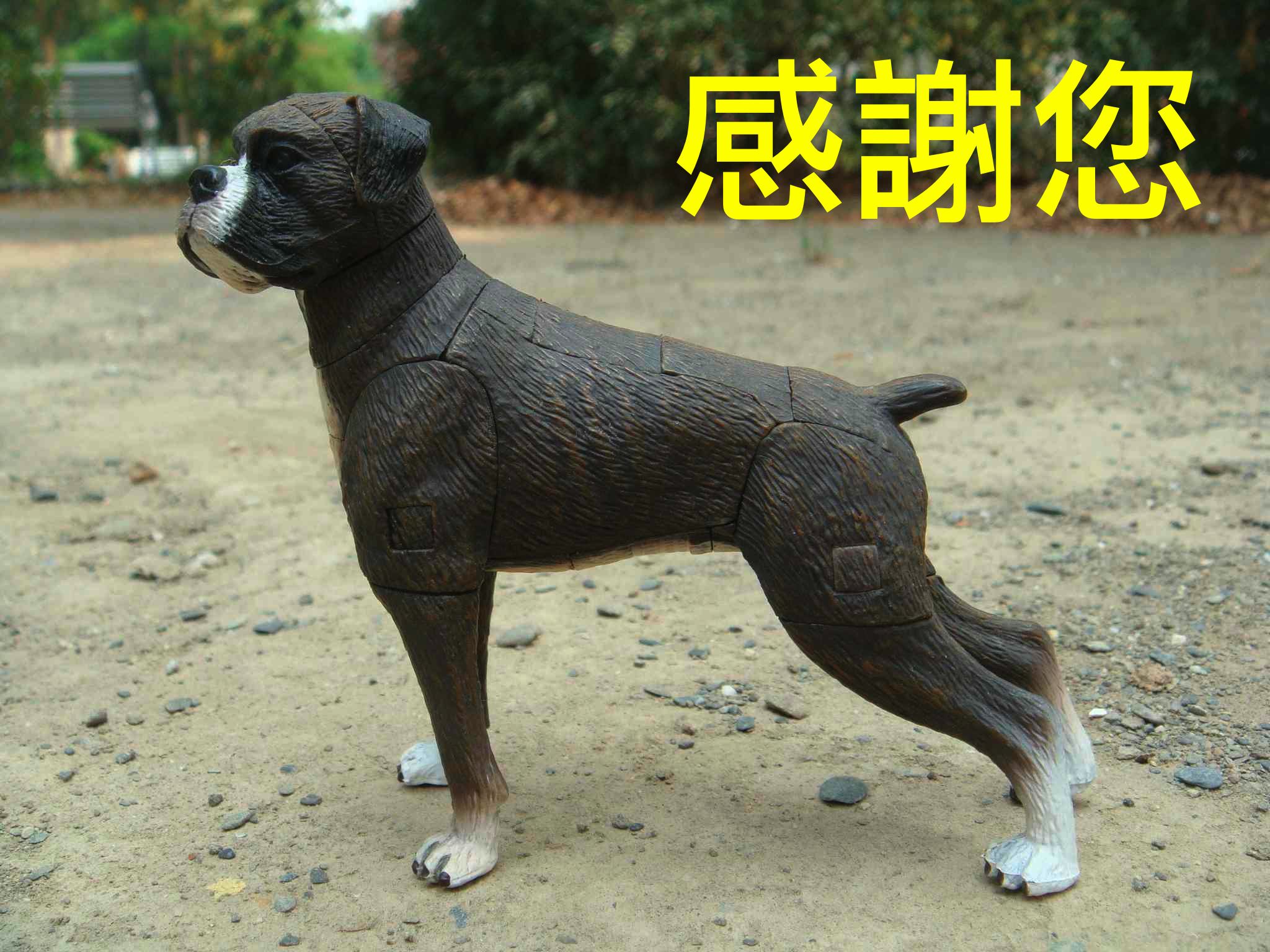 boxing_dog_201503240001_1.jpg