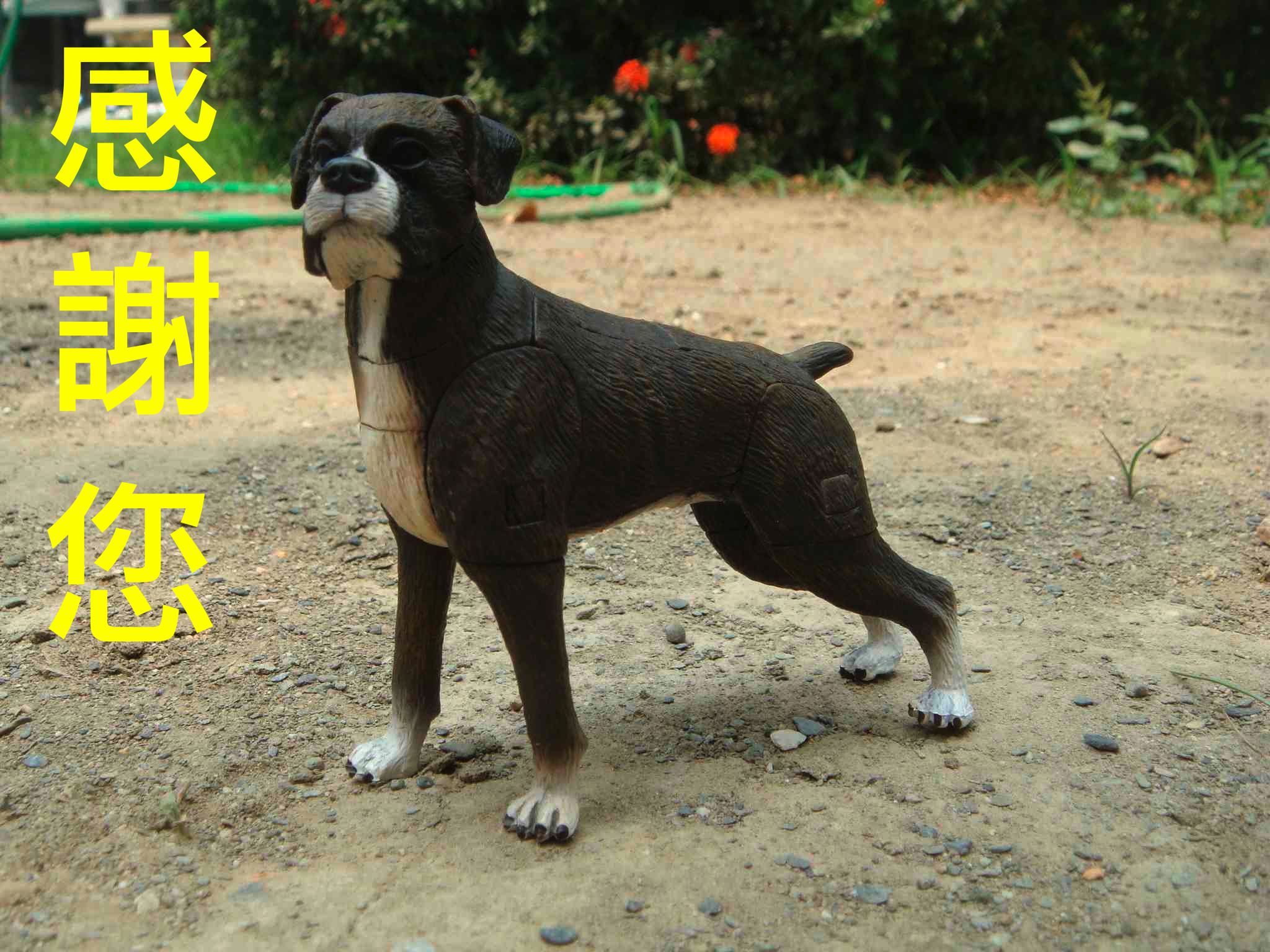 dog_201503240002.jpg