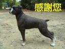 boxing_dog_201503240001_1.jpg