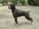 dog_201503240001.jpg