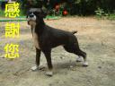 dog_201503240002.jpg