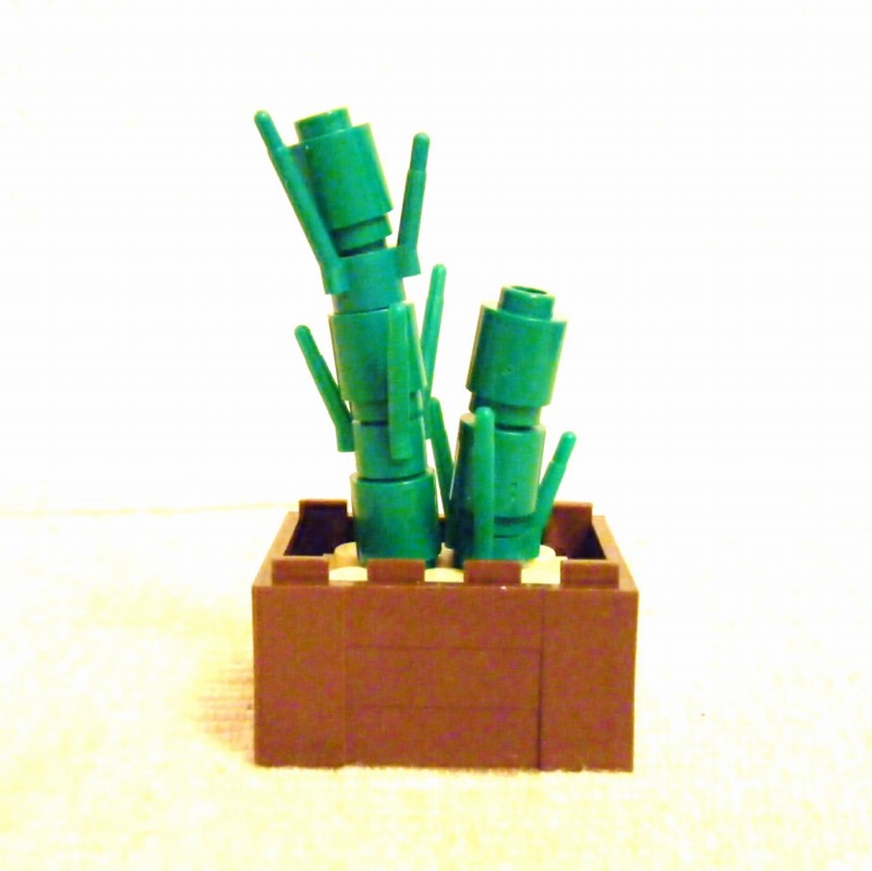 cactus02.jpg