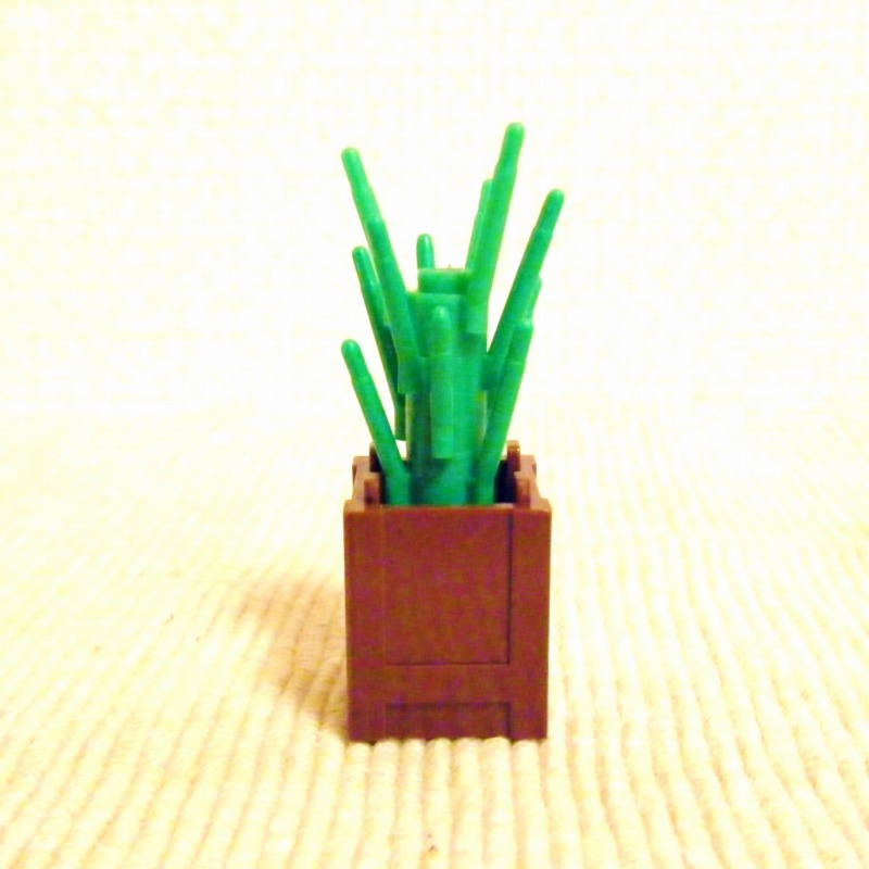 cactus04.jpg