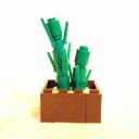 cactus02.jpg