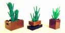 cactus05.jpg