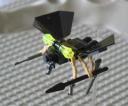 Botfly