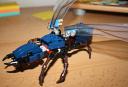 ant2.jpg