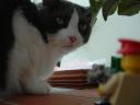 dscf0006.jpg