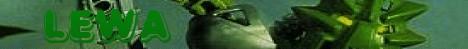 lewa_banner.jpg