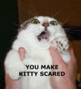 kittys.gif