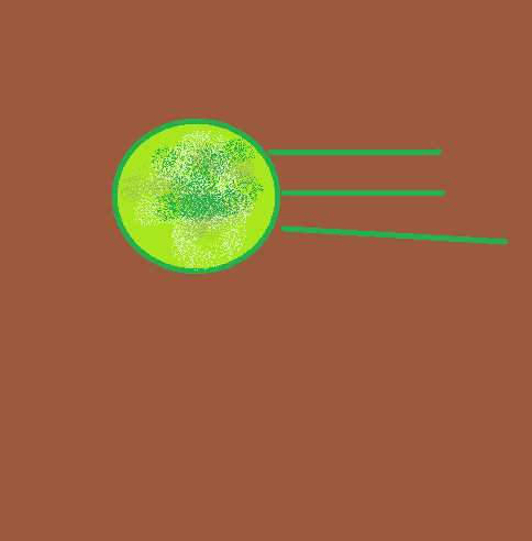 zamor.png