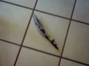sword.jpg