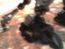 h-footandtail.jpg