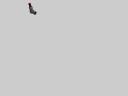 step137.png