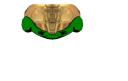 eva_helmet_green.png