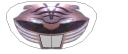 white_ranger_helmet.png