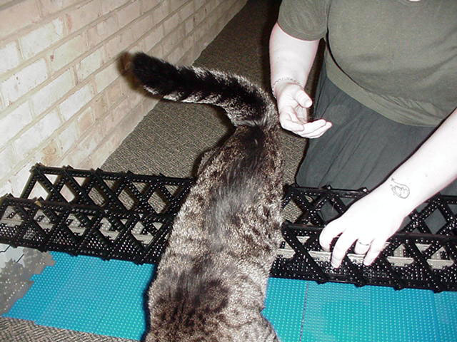 cat.jpg