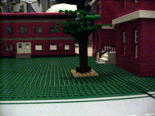tree.jpg