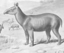 palaeotherium.jpg