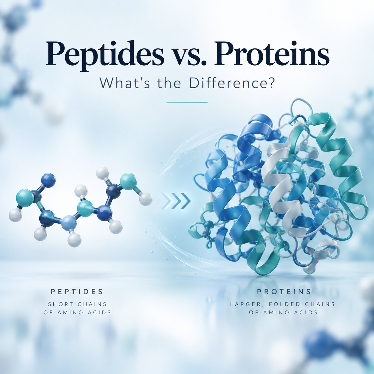 Peptides vs. Proteins: What’s the Difference?