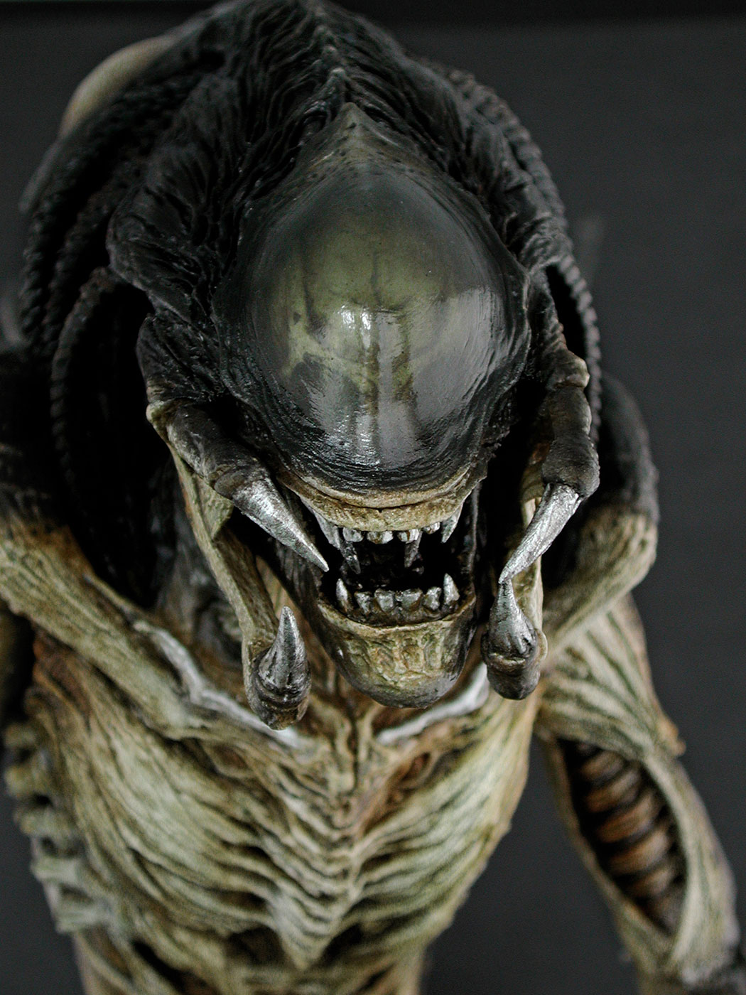 AVP-R - Predalien