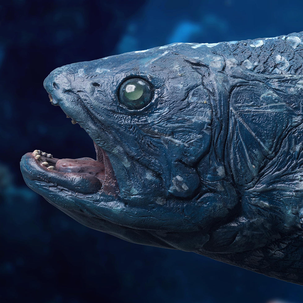 Coelacanth (NX Ver)