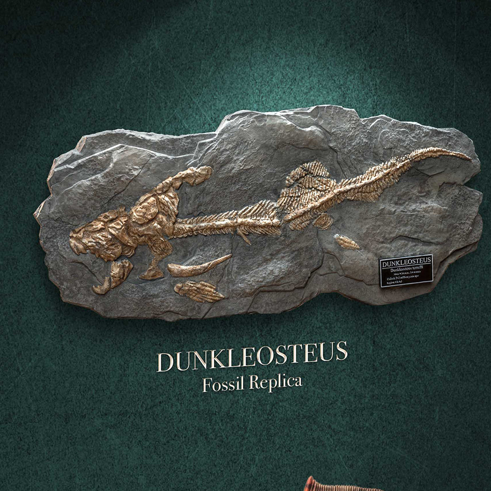 Dunkleosteus (Fossil)