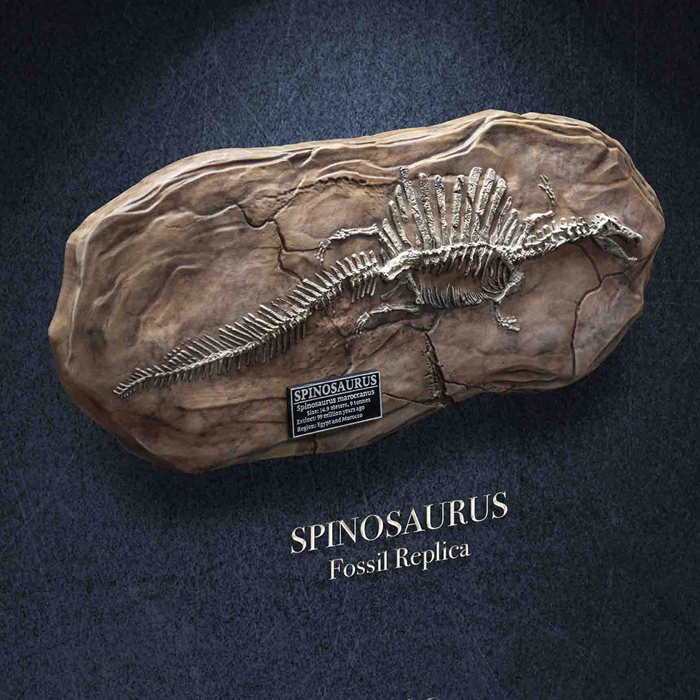 Spinosaurus (Fossil)