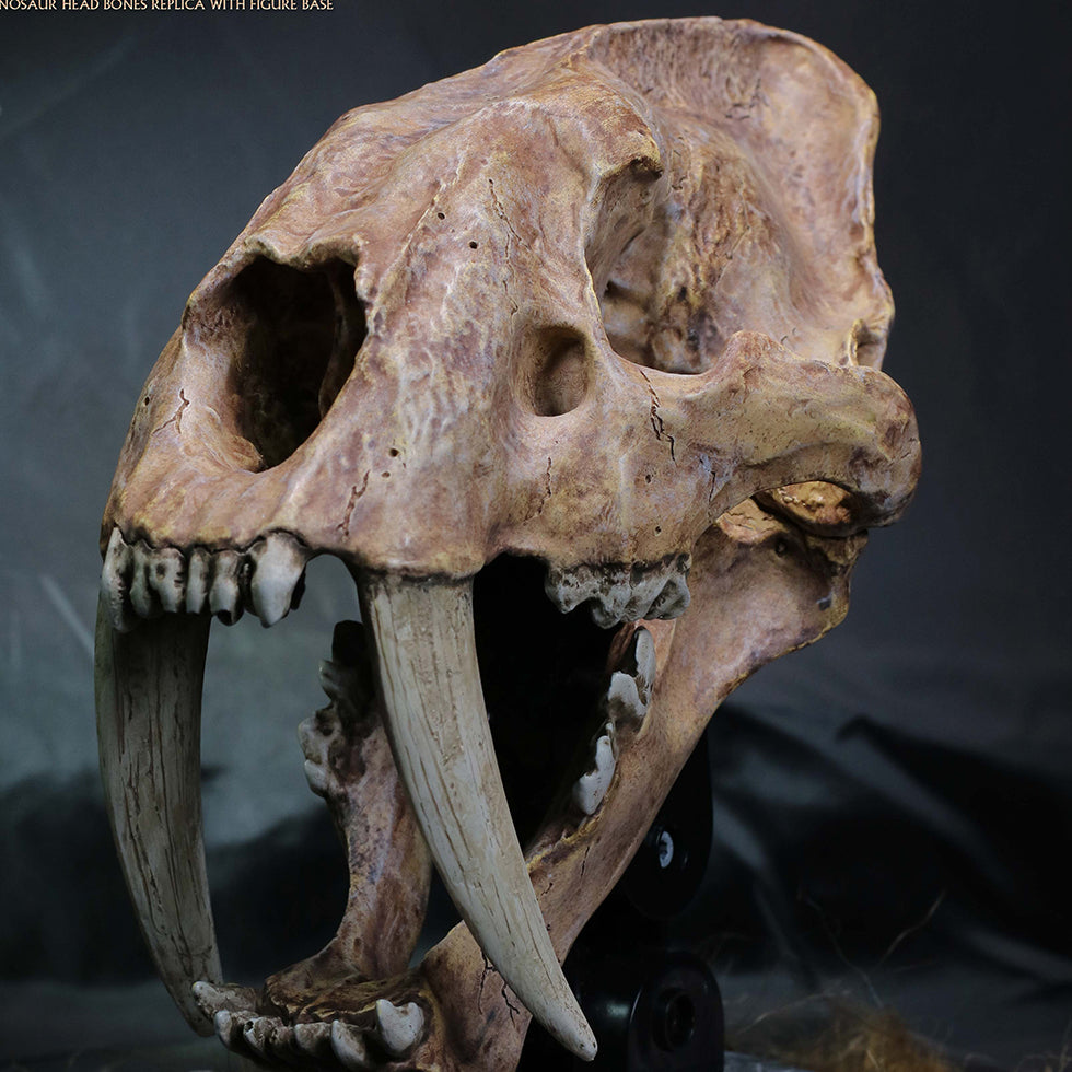Smilodon Skull Fossil