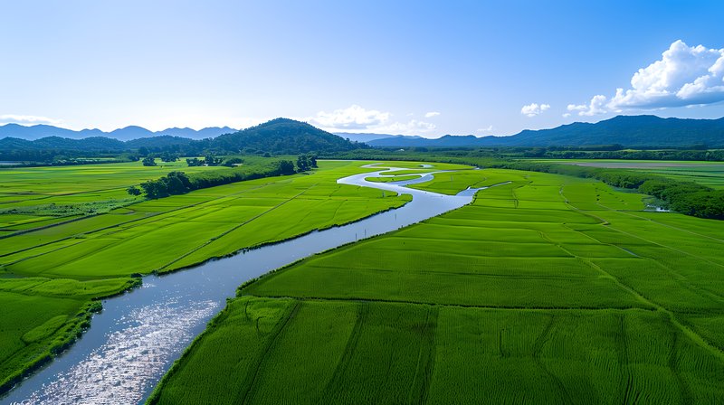 Restored wetland ecosystem supporting rice paddies native bird species
