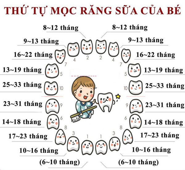 1 Cái Răng Mọc Trong Bao Lâu?