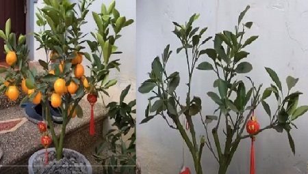 Chăm sóc cây quất sau Tết: Hướng dẫn chi tiết giúp cây xanh tốt quanh năm Gallery 1